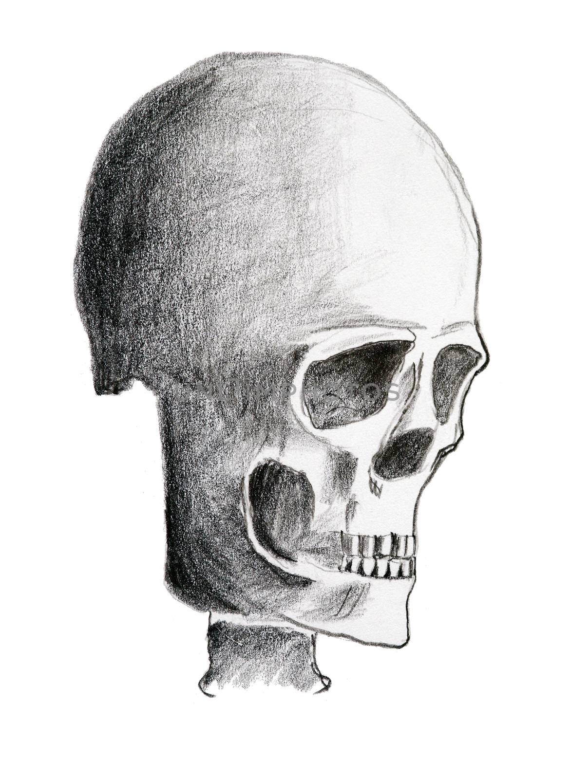 Hand drawing of the skull - pencil on paper by Mibuch