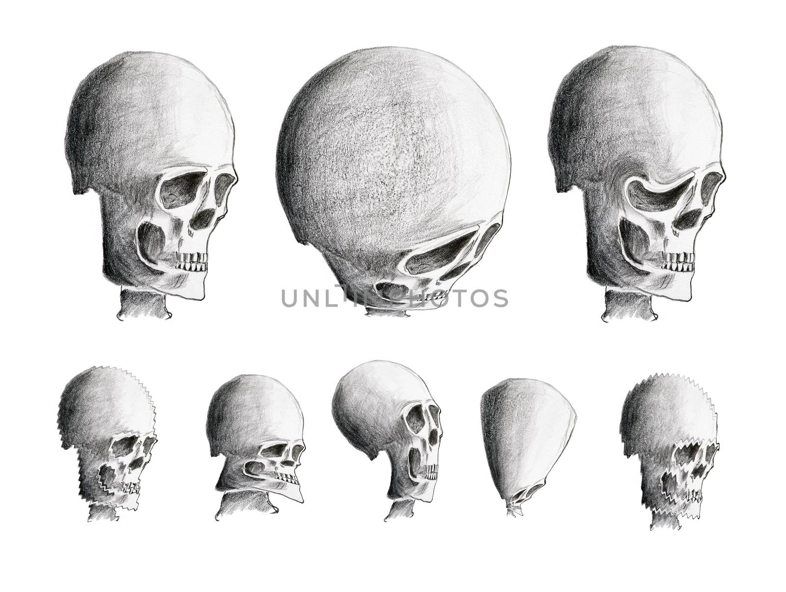 Hand drawing of the various human skulls by Mibuch