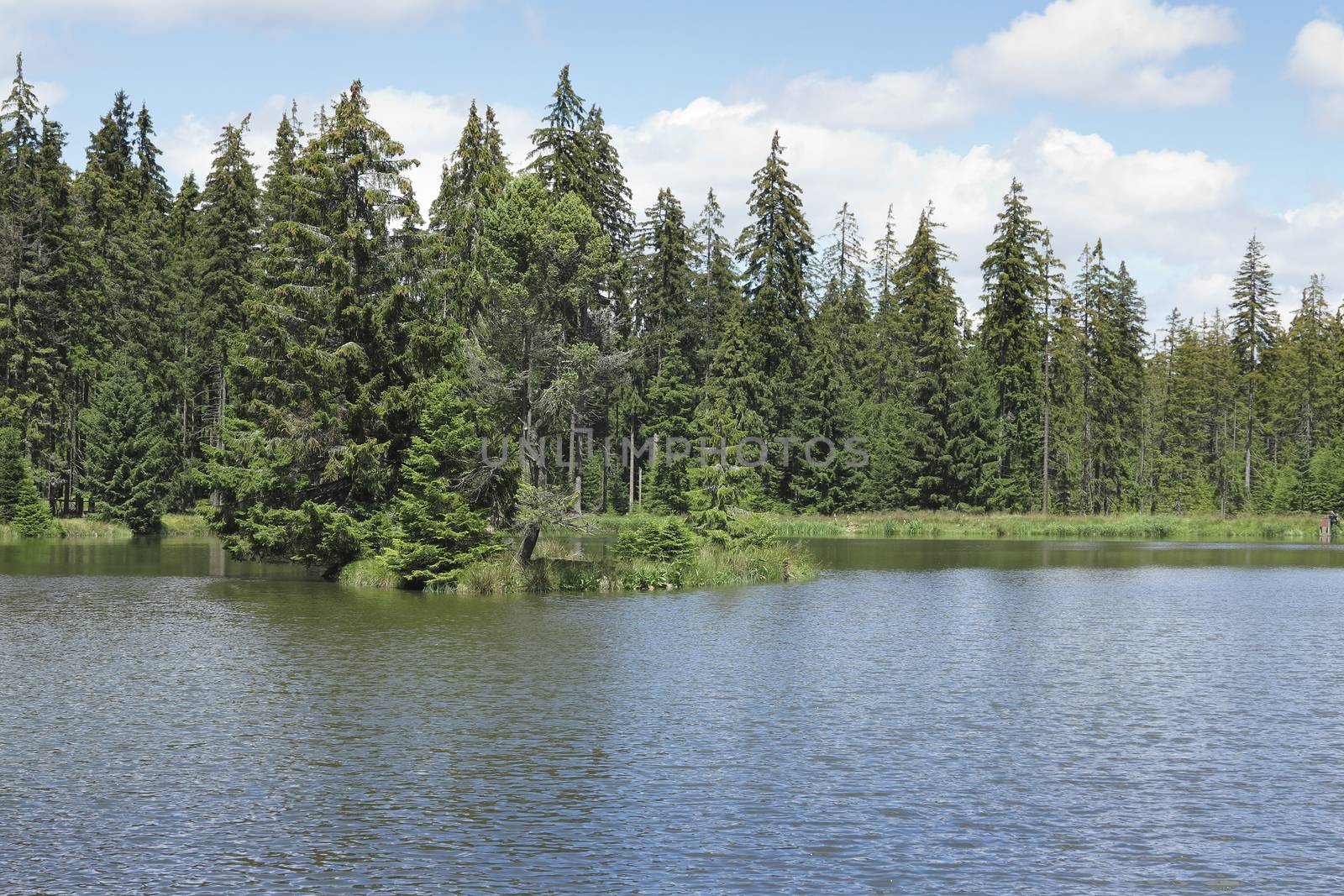 Coniferous forest on the shore of lake. Kladska peats - Glatzener Moor- is a national nature reserve in Slavkov Woods - protected landscape area. Slavkov Forest - Kaiserwald - is geomorphological unit in the northern part of the Carlsbad Highlands. Kladska, Czech republic.