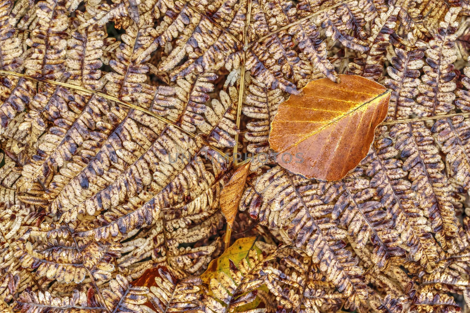 Dried leaf on the fern by Mibuch