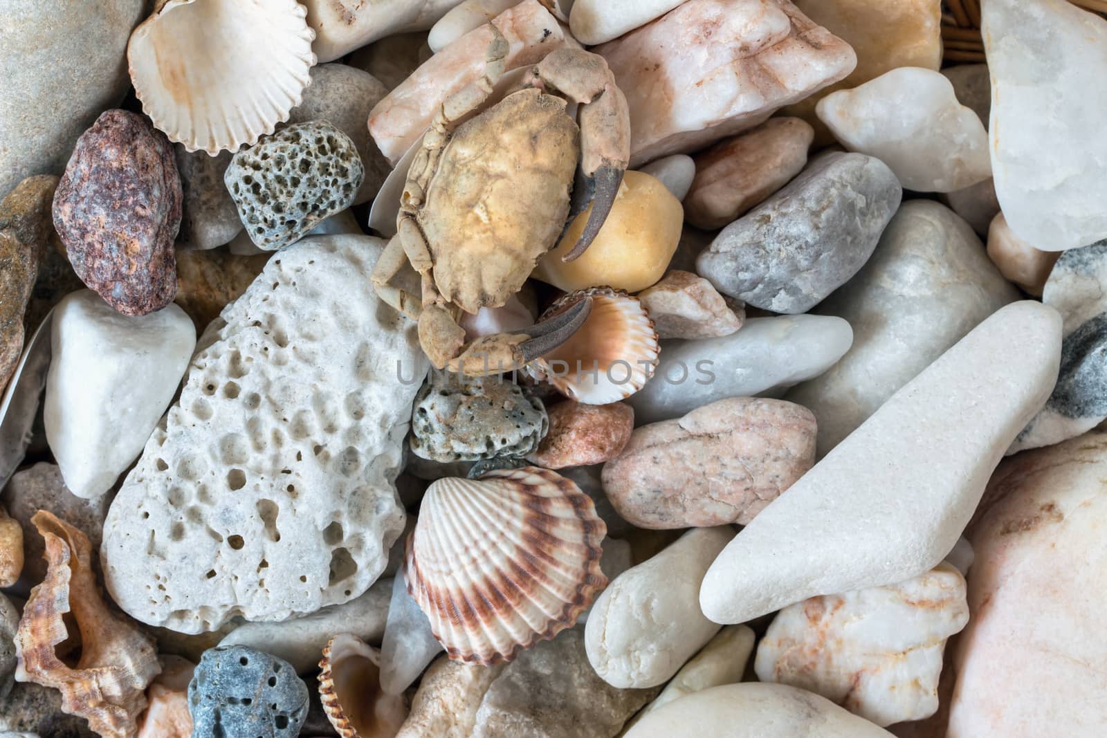 Detail of the various sea pebbles with shells