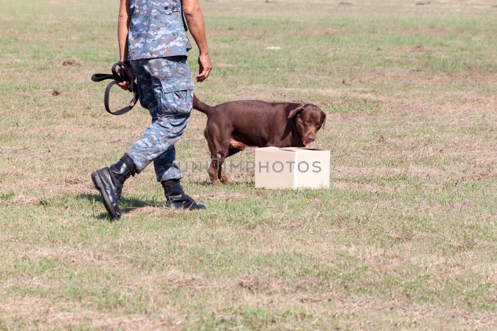 Soldiers from the K-9 dog unit works with his partner to during a demonstration Training. Identification is suspect.