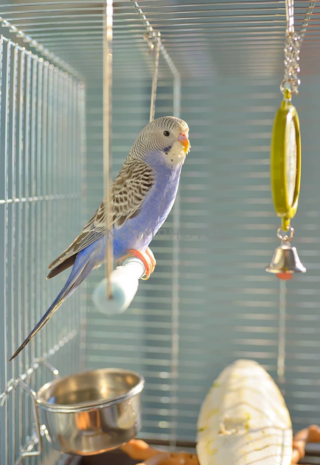 Indigo Budgerigar parrot in his cage