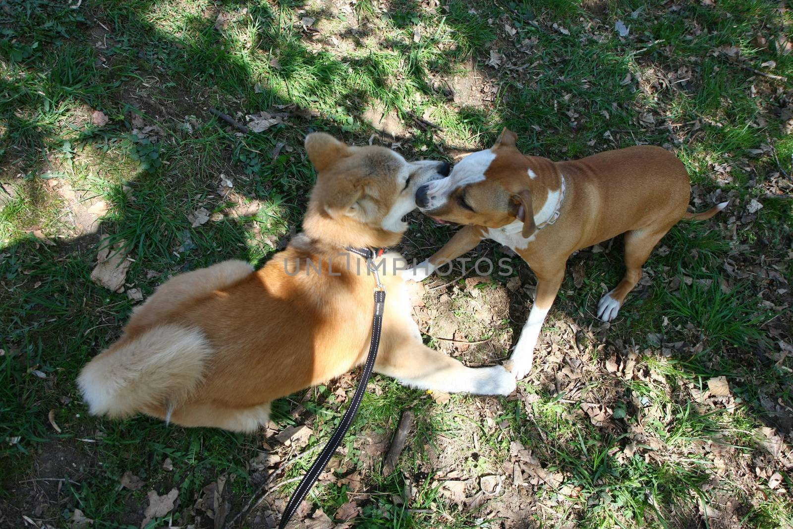 Puppies of Akita Inu and English setter palying in public park