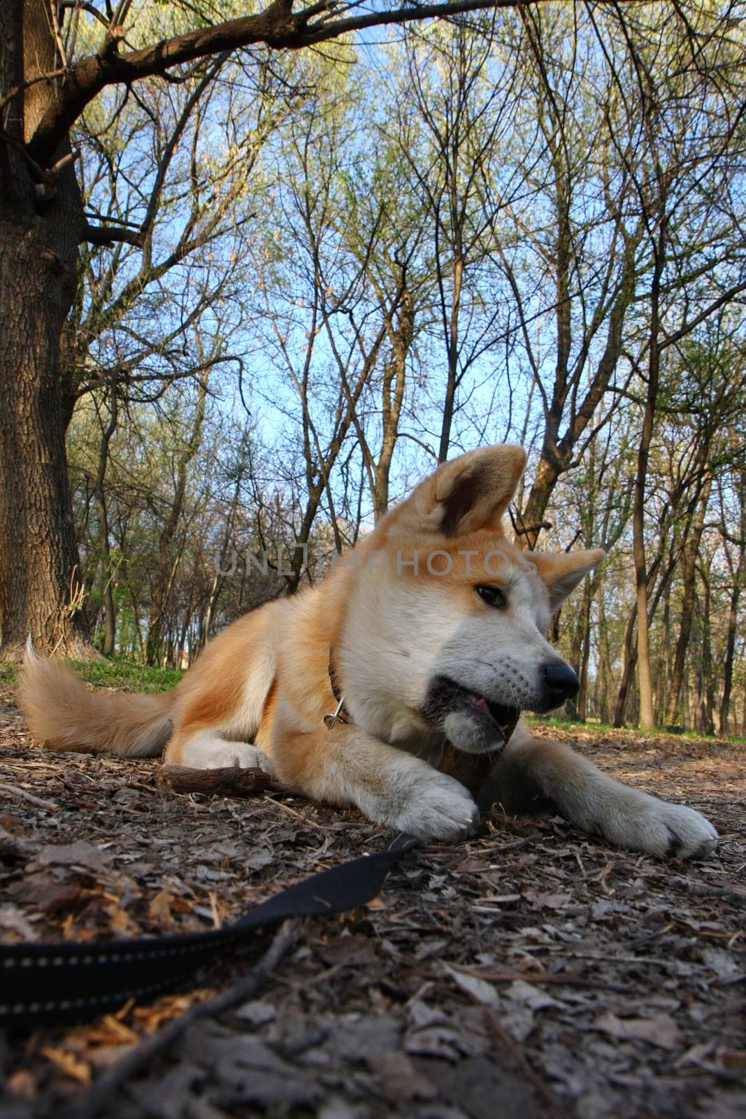 Puppy of Japanese dog Akita Inu having fun with piece of wood 