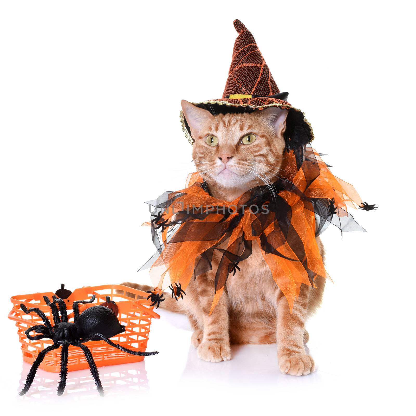 ginger cat and halloween in front of white background