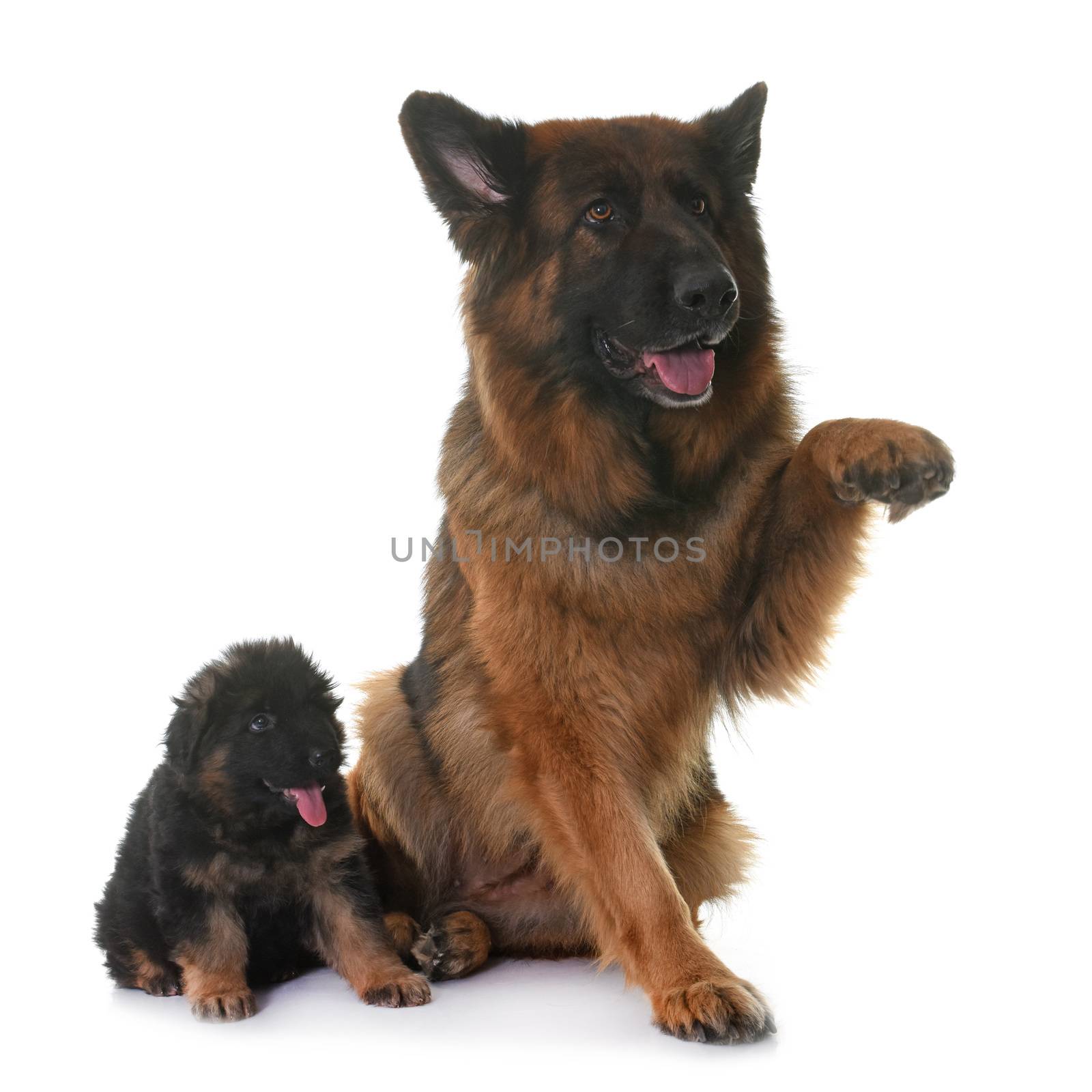 puppy and adult german shepherd by cynoclub
