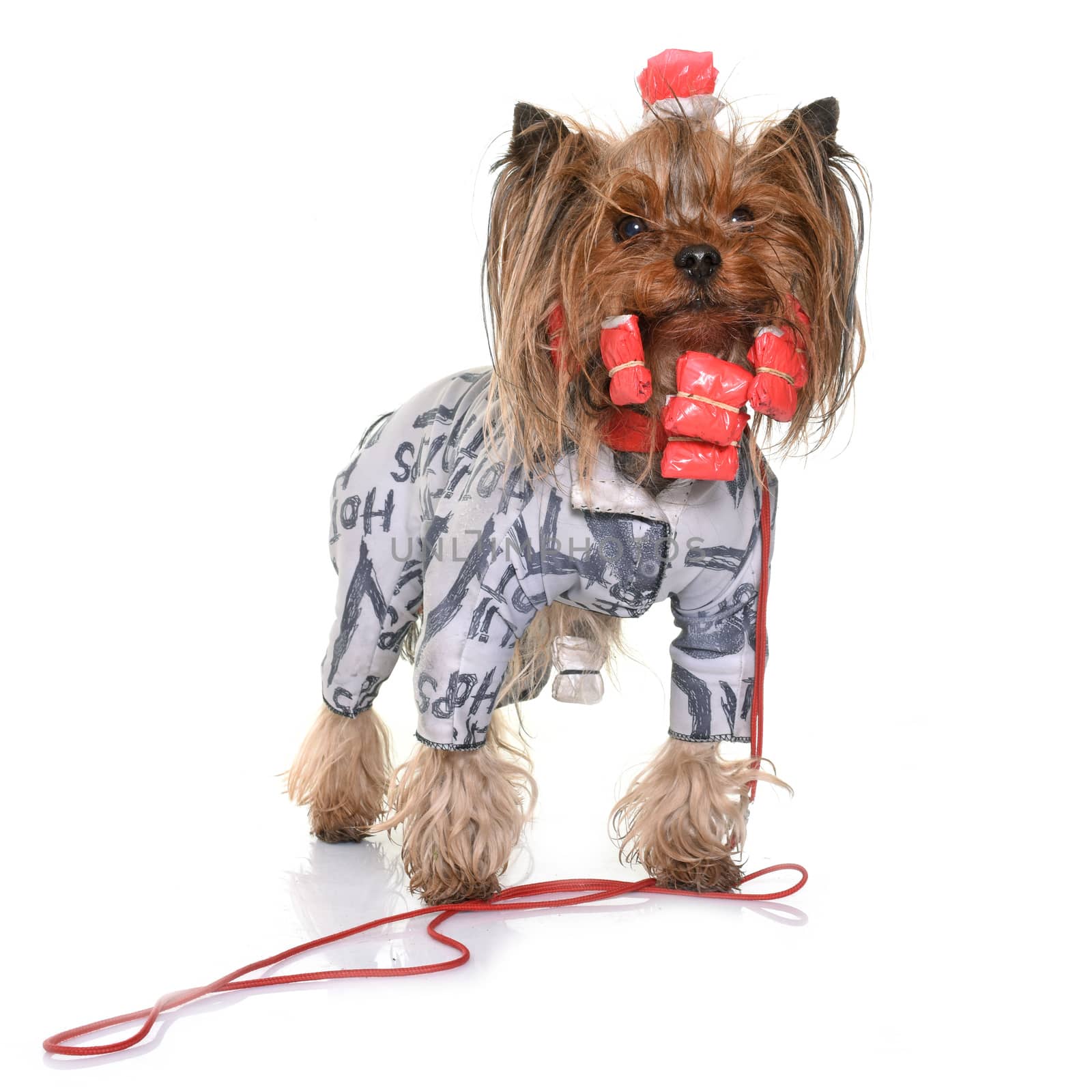 dressed yorkshire terrier in front of white background