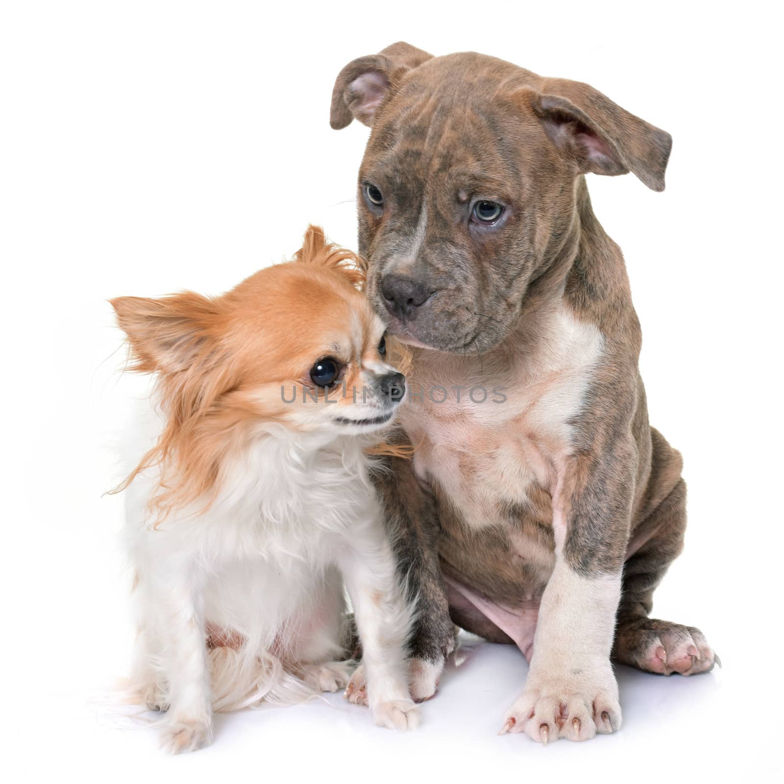 puppy american staffordshire terrier and chihuahua by cynoclub