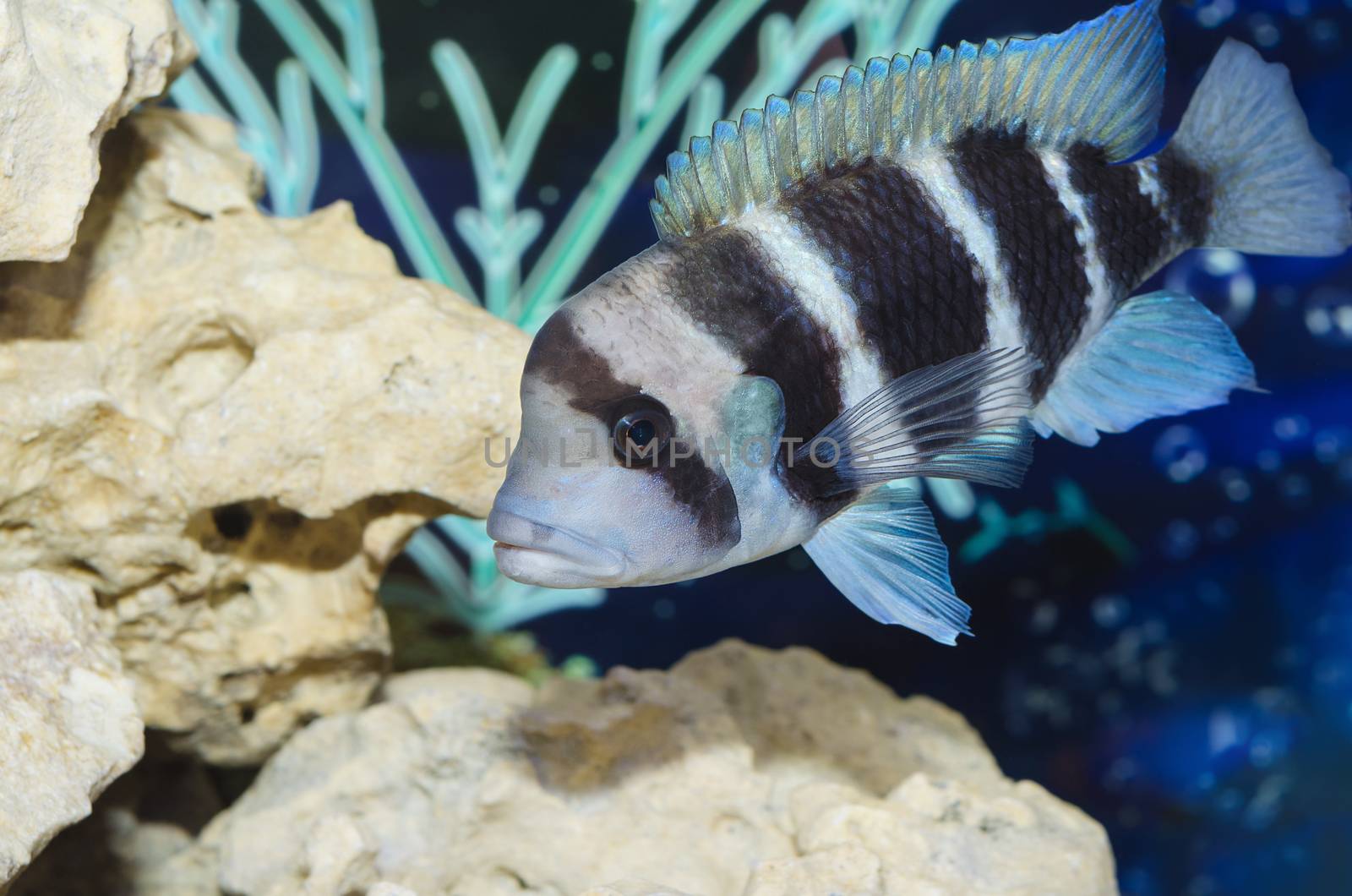 Beautiful gray striped fish in the aquarium, rocks and algae. Selective focus, space for text.