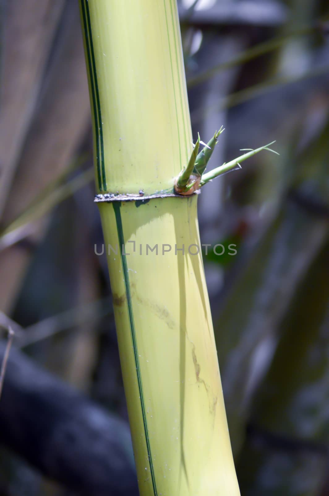 Bamboo branch with thumbs in a park in Mombasa, Kenya