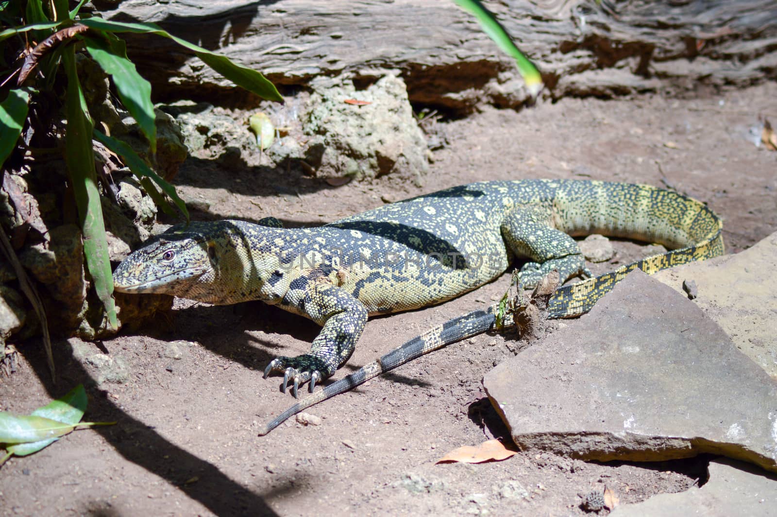 Iguana green and yellow sleeping in the shade in a park of Mombasa in Kenya