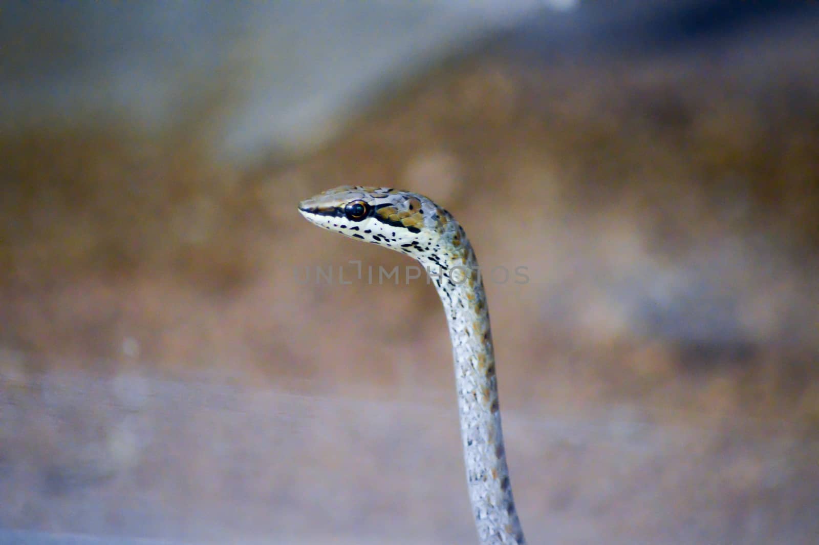 Brown and gray snake head in a park in Mombasa, Kenya