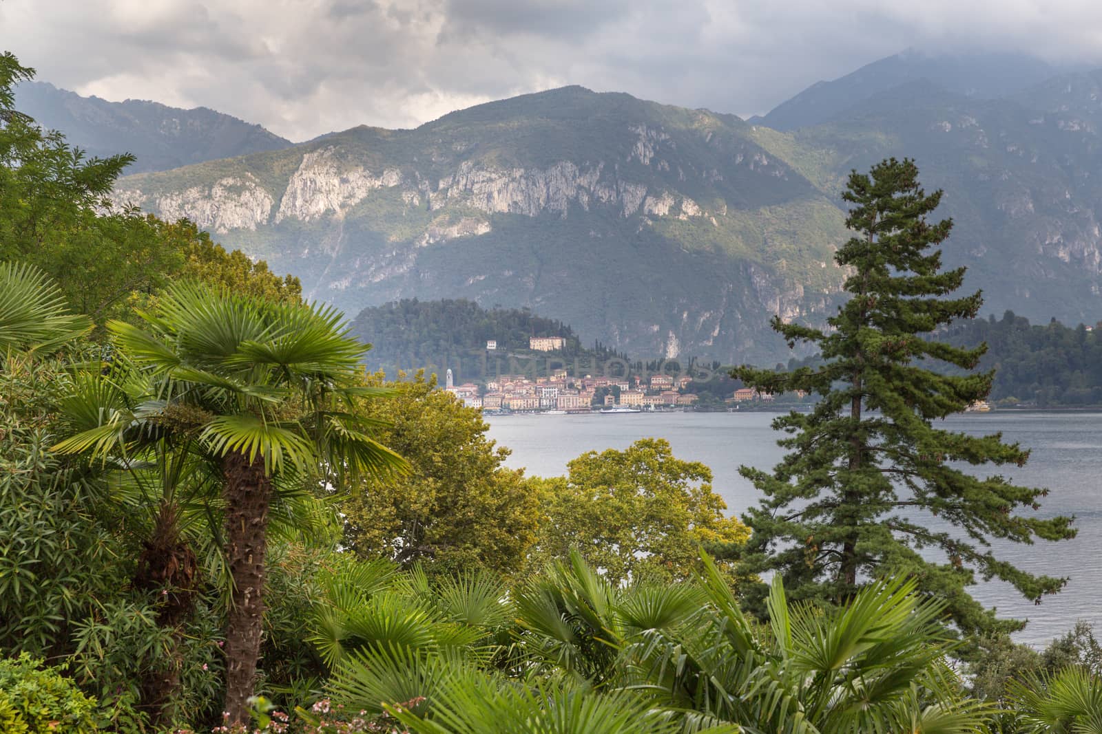 View of the trees  fom the hillside opposite Bellagio on Lake Co by chrisukphoto
