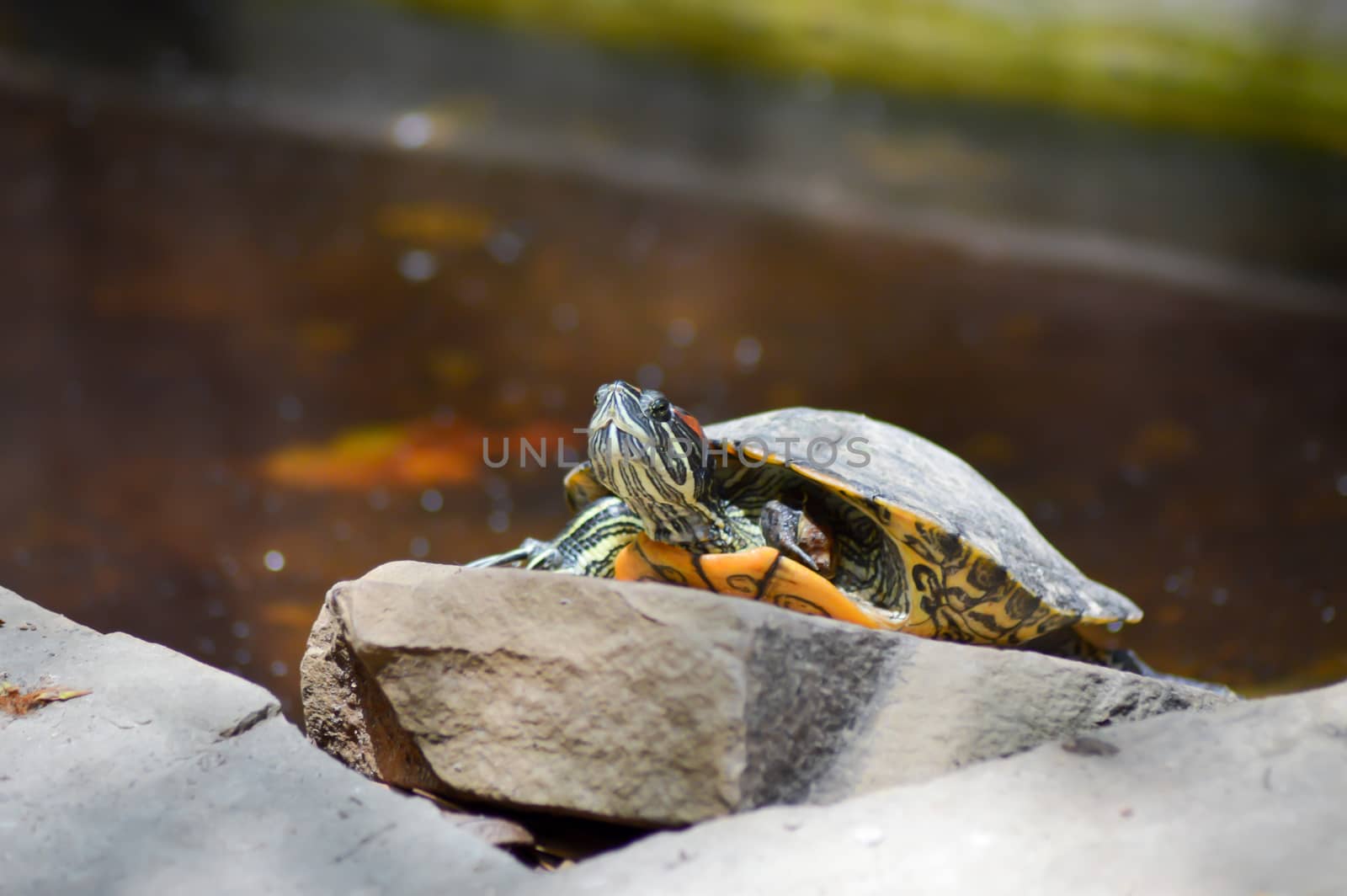 Hermann Tortoise taking the break on a rock with the pond in the background