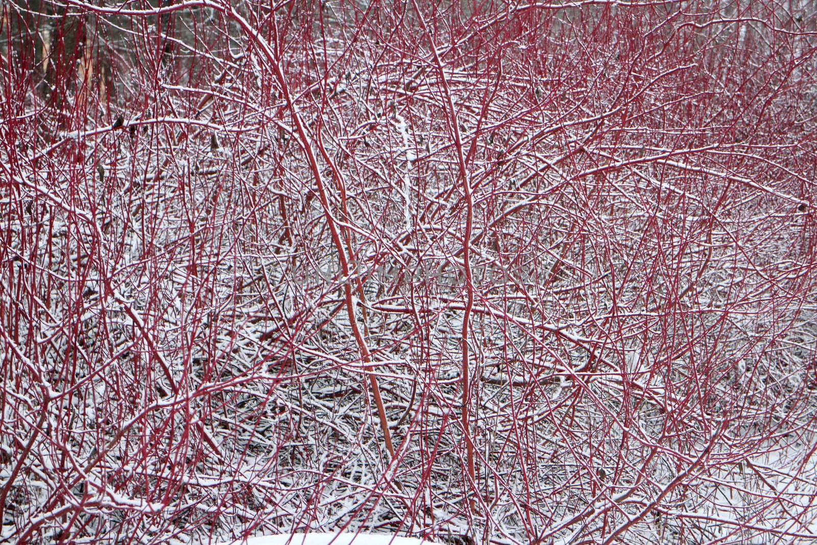 Derain red bush in winter
