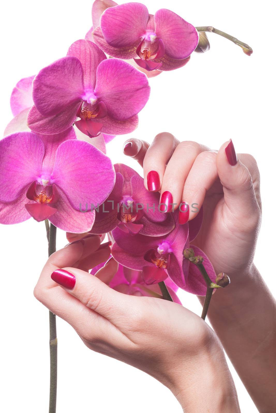 Manicured nails caress dark pink flower pedals by juniart
