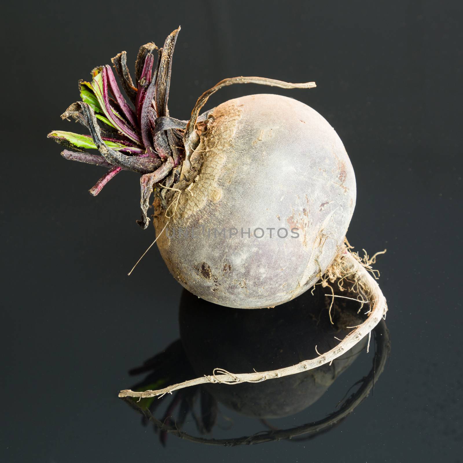 Three farm fresh whole raw beetroot in a close up view on a black surface in a healthy diet or vegetarian concept