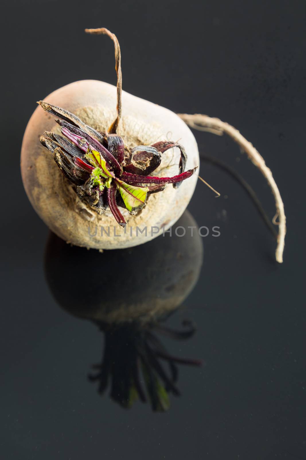 Three farm fresh whole raw beetroot in a close up view on a black surface in a healthy diet or vegetarian concept