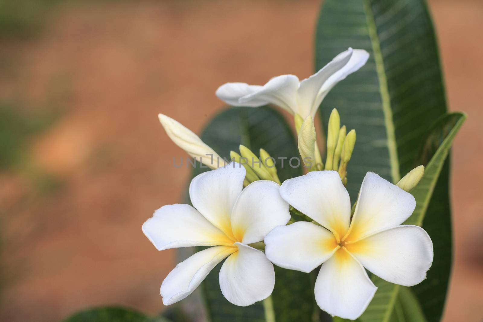 White frangipani flower by olovedog