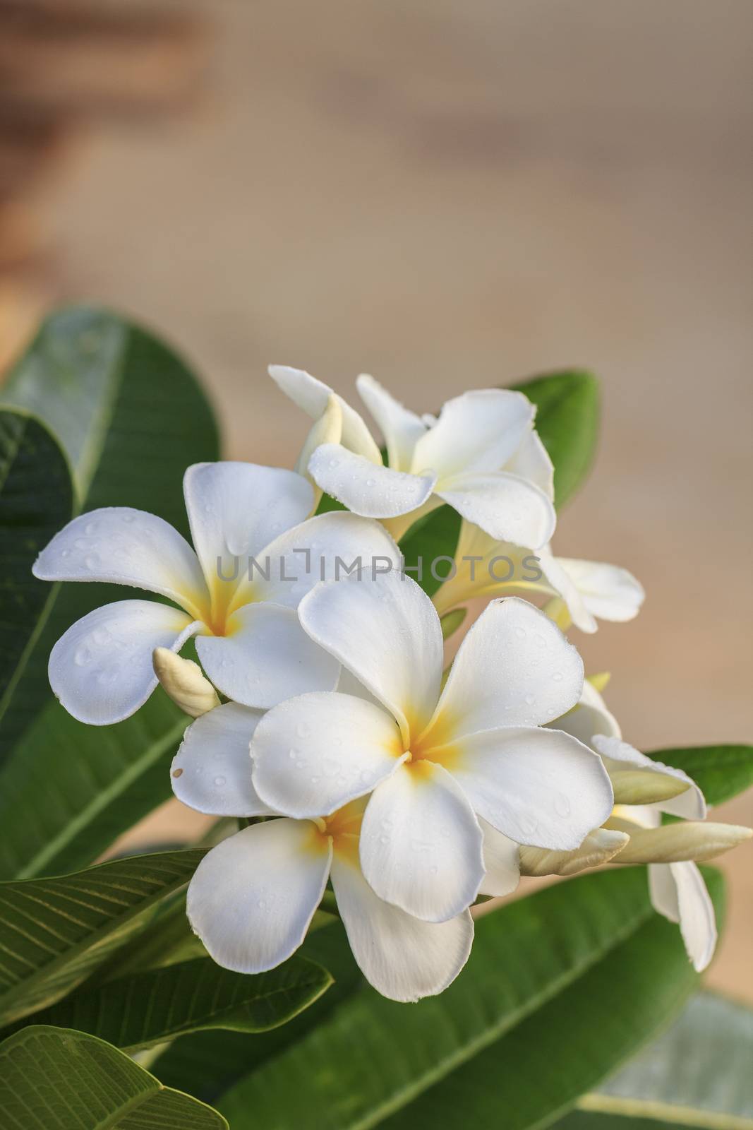 White frangipani flower in tropical garden