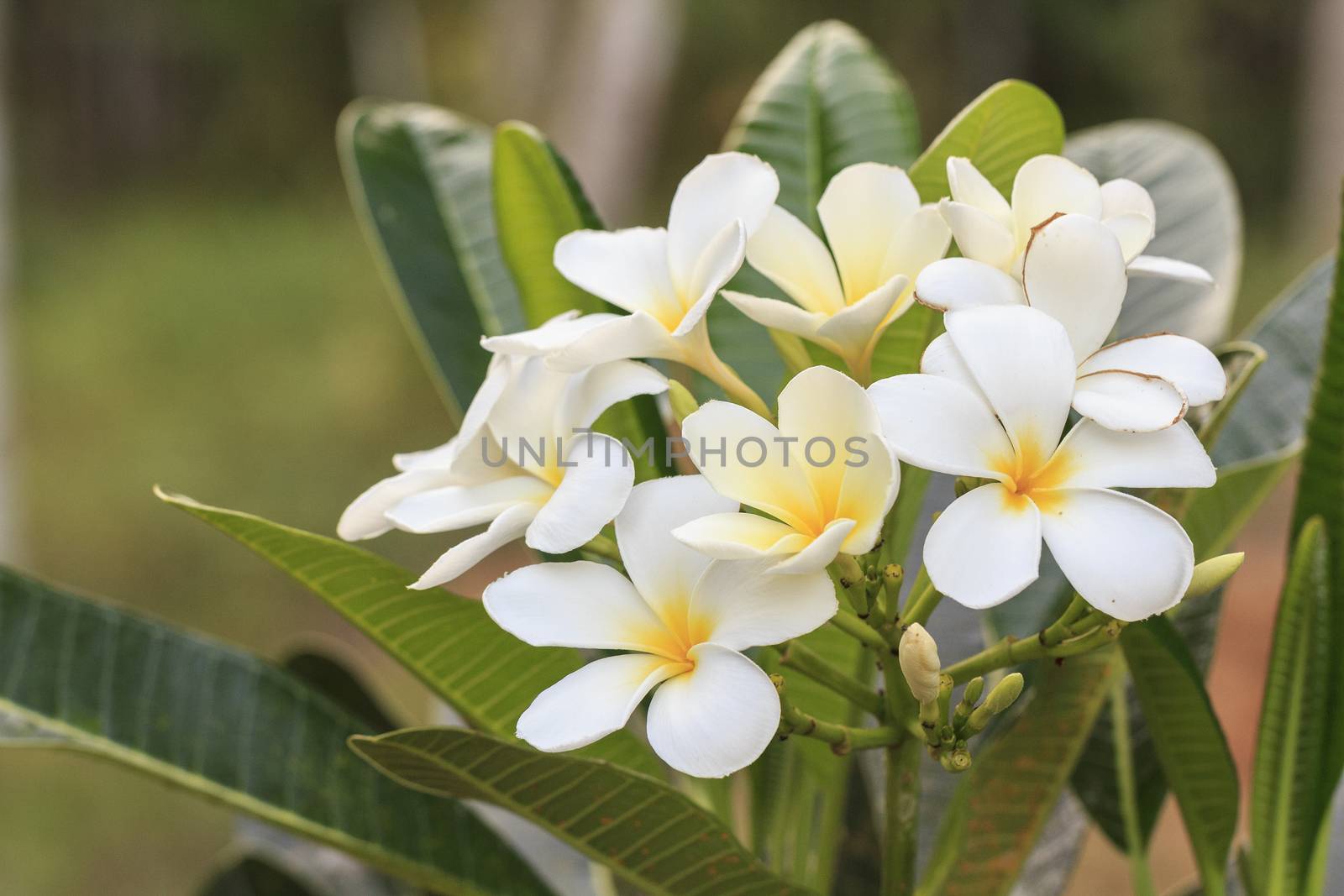White frangipani flower in tropical garden