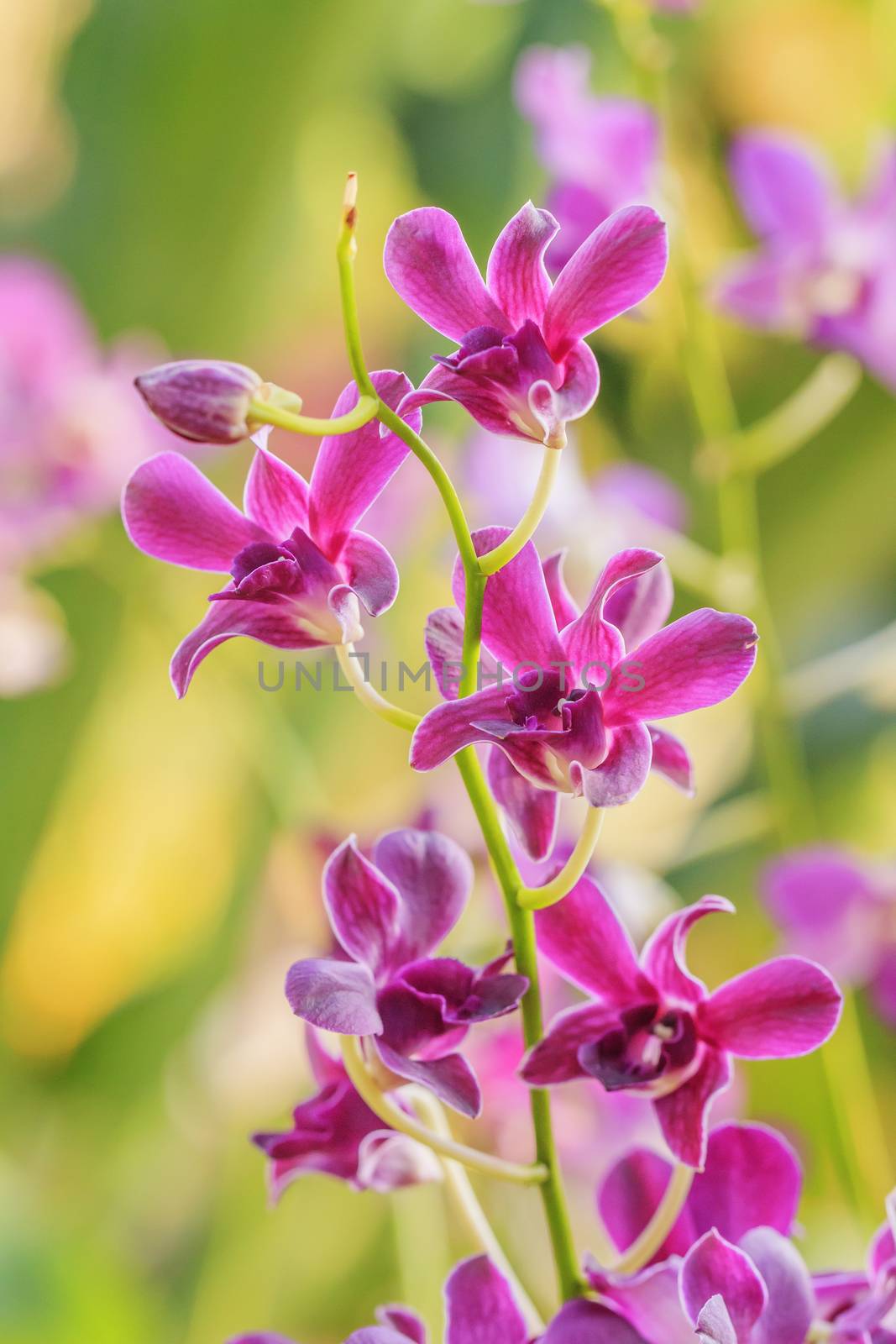 Beautiful Pink Orchid by olovedog
