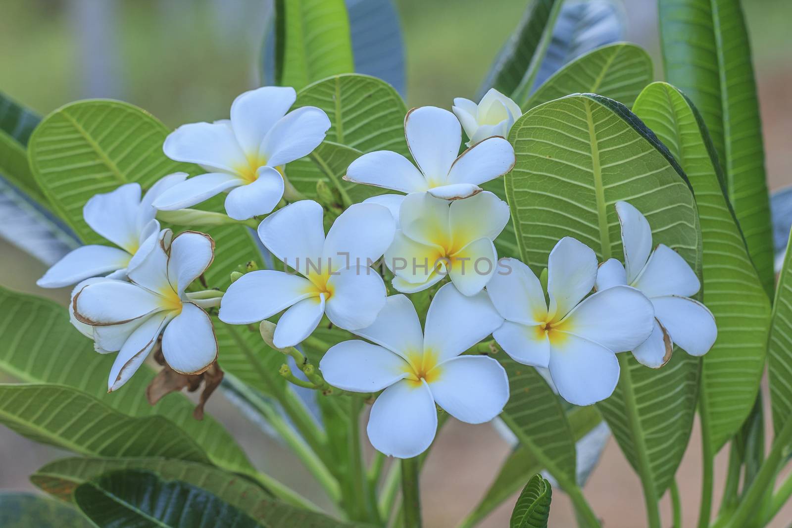 White frangipani flower in tropical garden