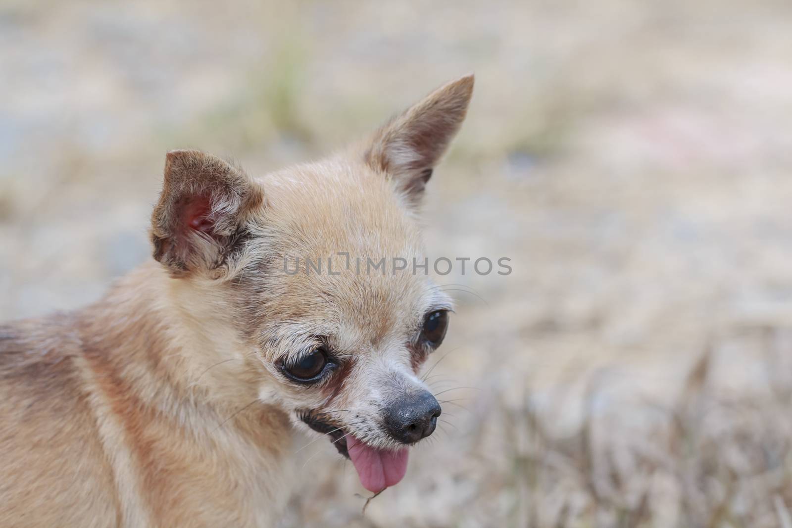 Brown chihuahua dog by olovedog