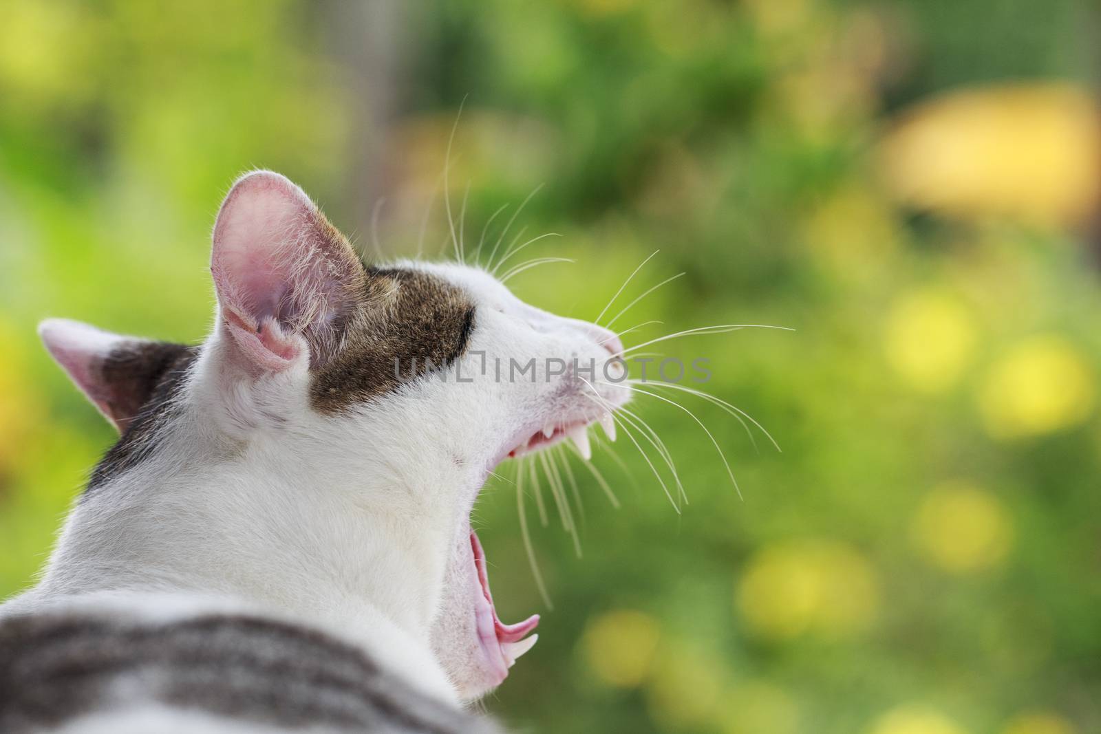 Portrait of cute Thai cat