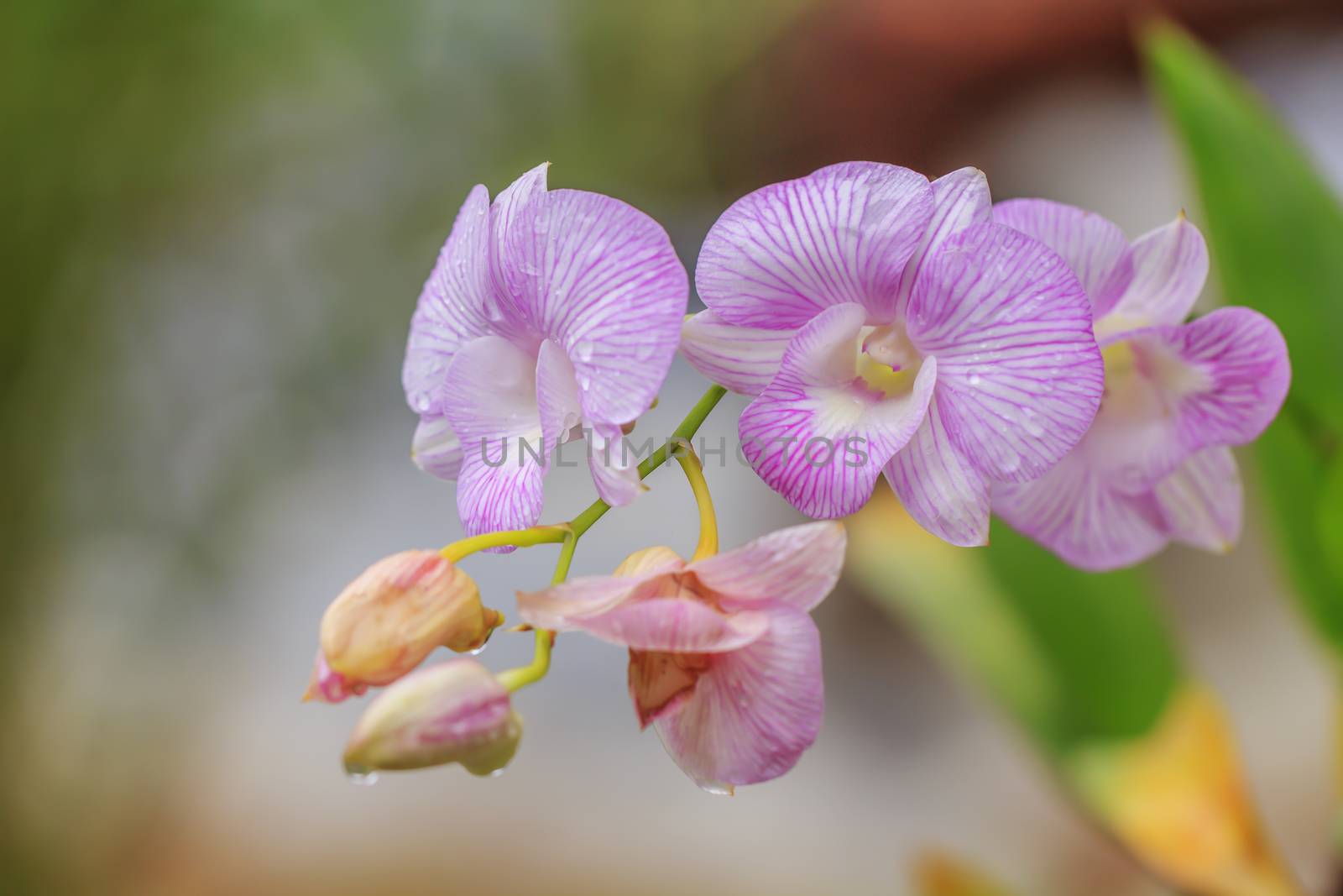 Beautiful pink orchid blooming on a branch with blurry green leaf in the garden