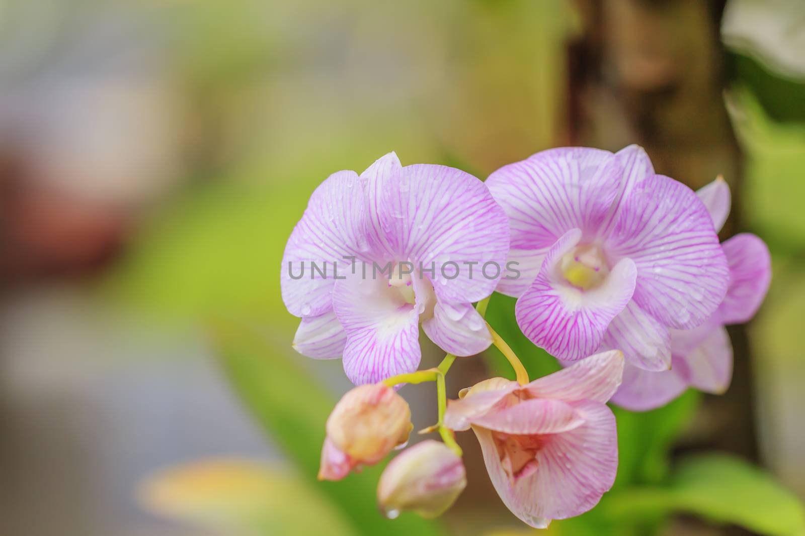 Beautiful Pink Orchid by olovedog