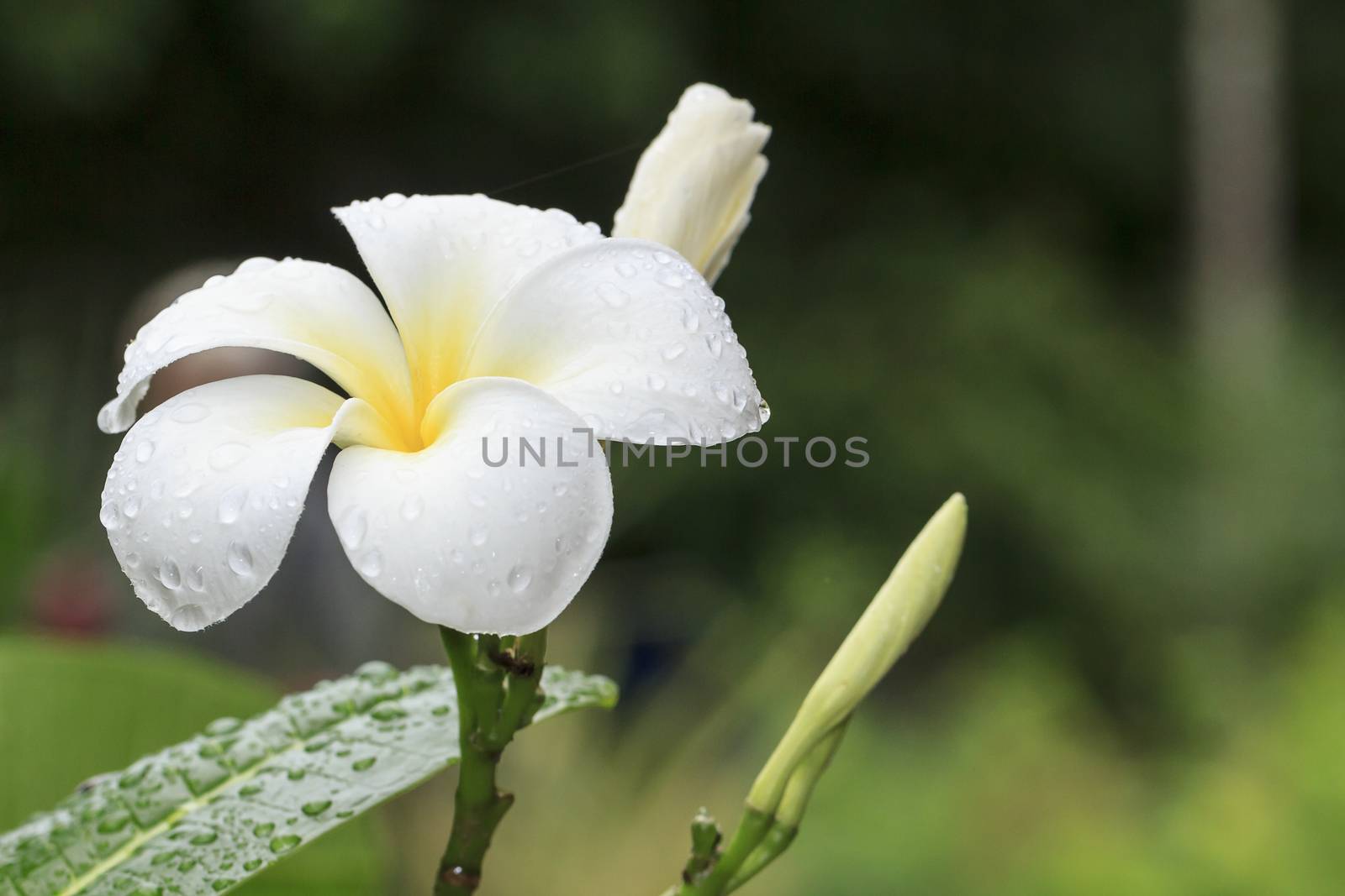 White frangipani flower in tropical garden