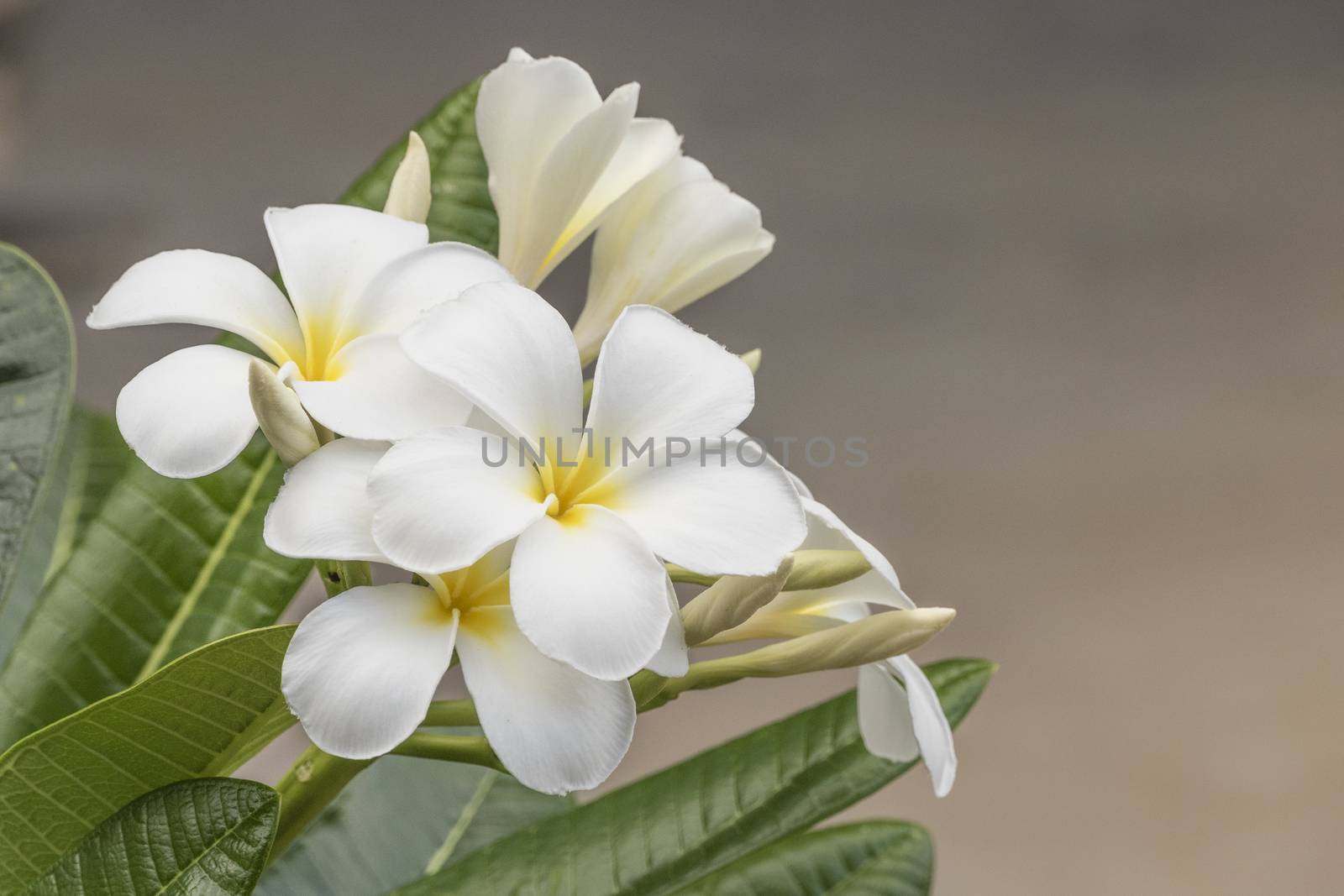 White frangipani flower in tropical garden