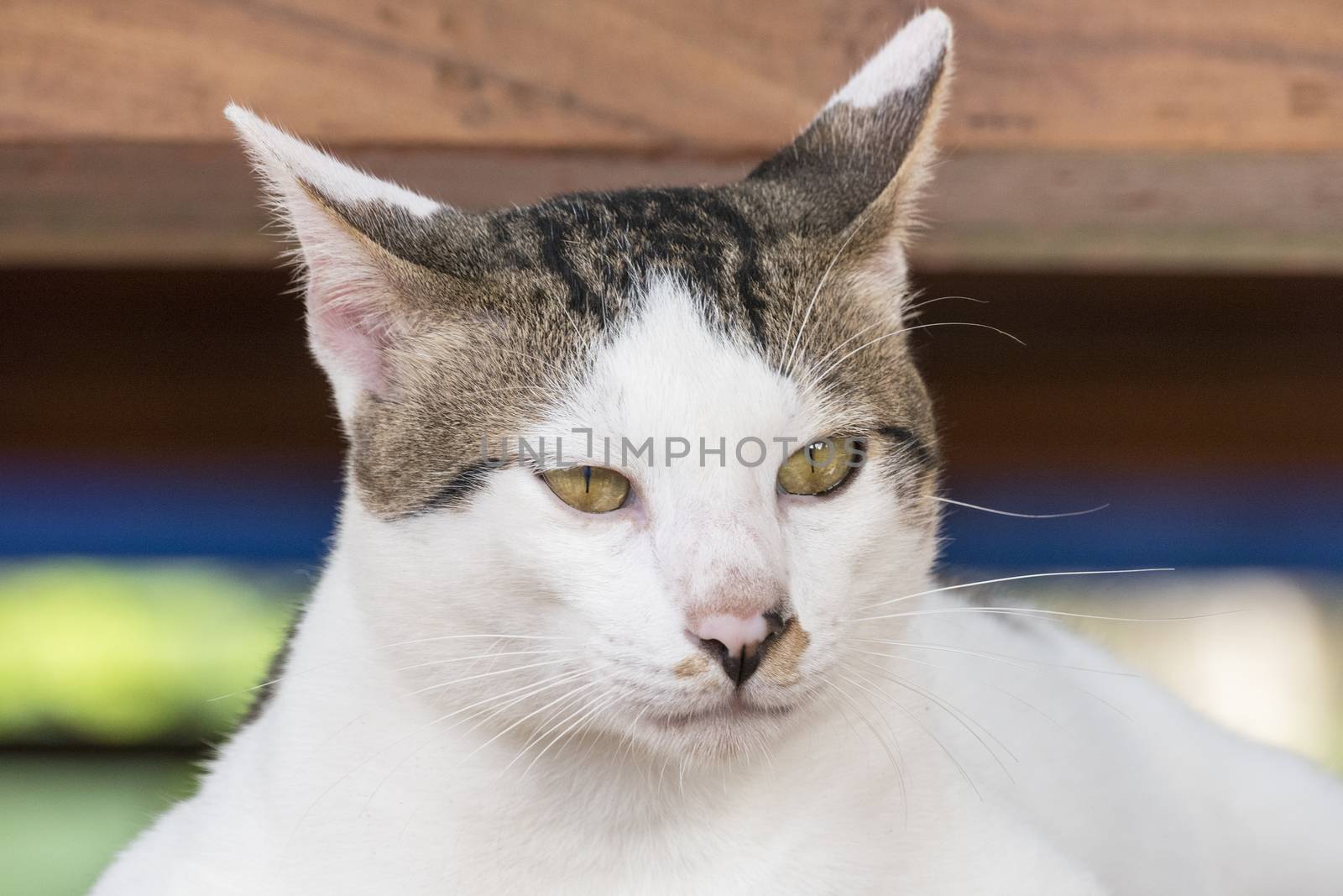 Portrait of cute Thai cat