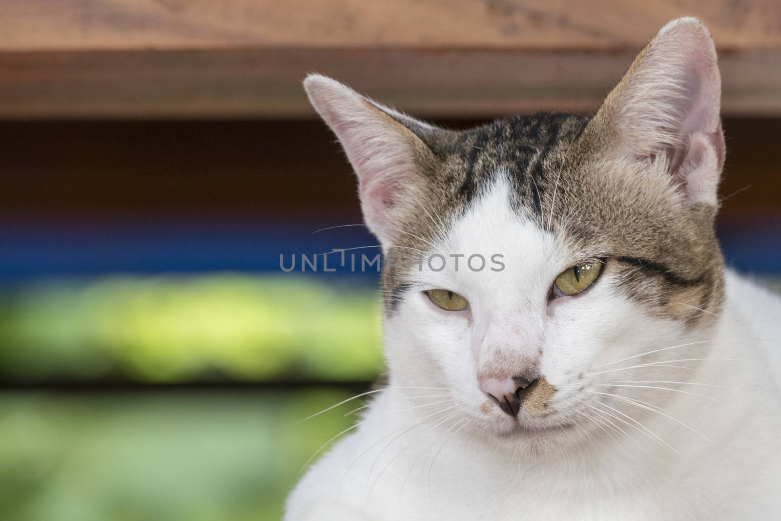 Portrait of cute Thai cat