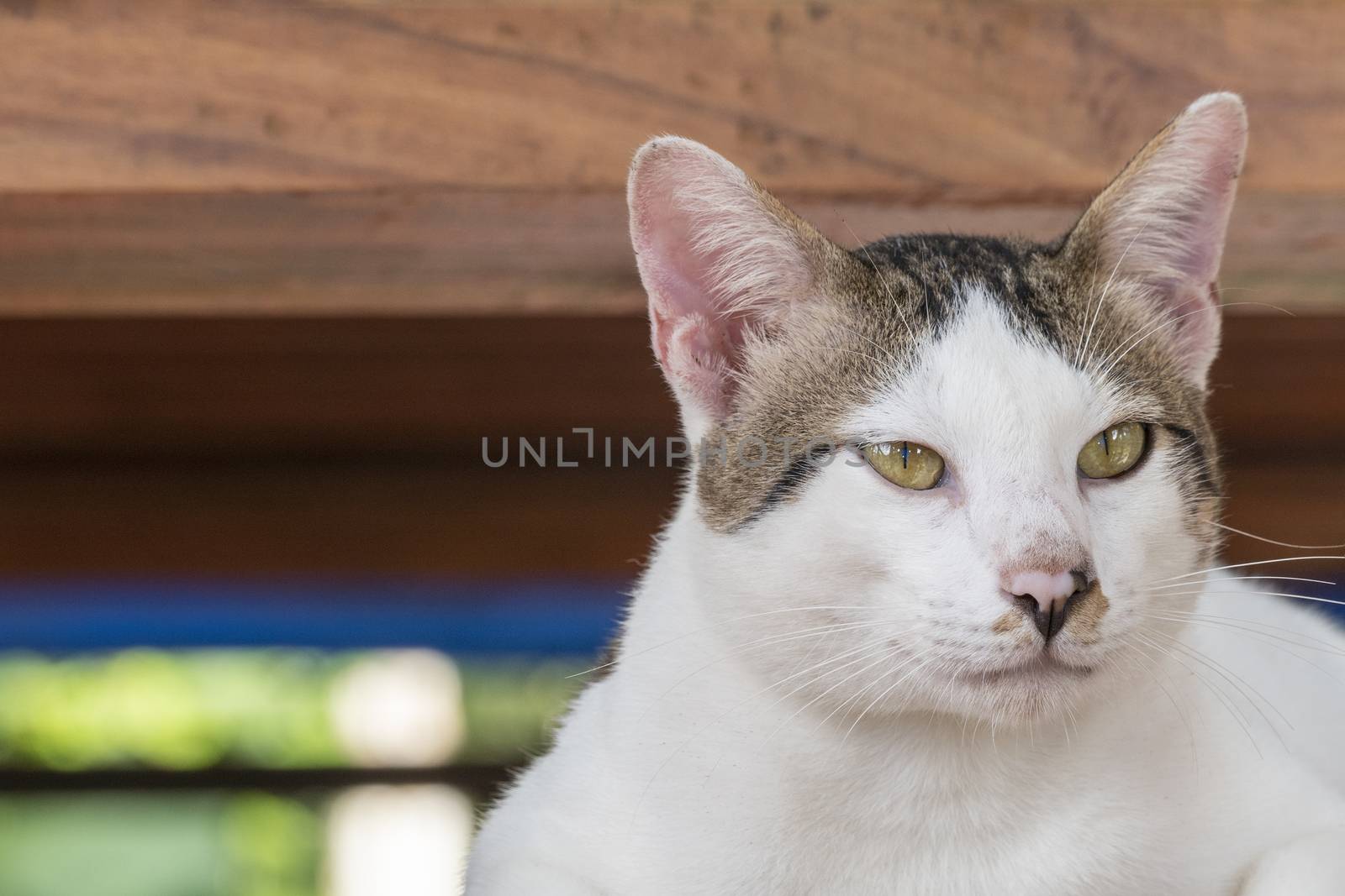 Portrait of cute male Thai cat