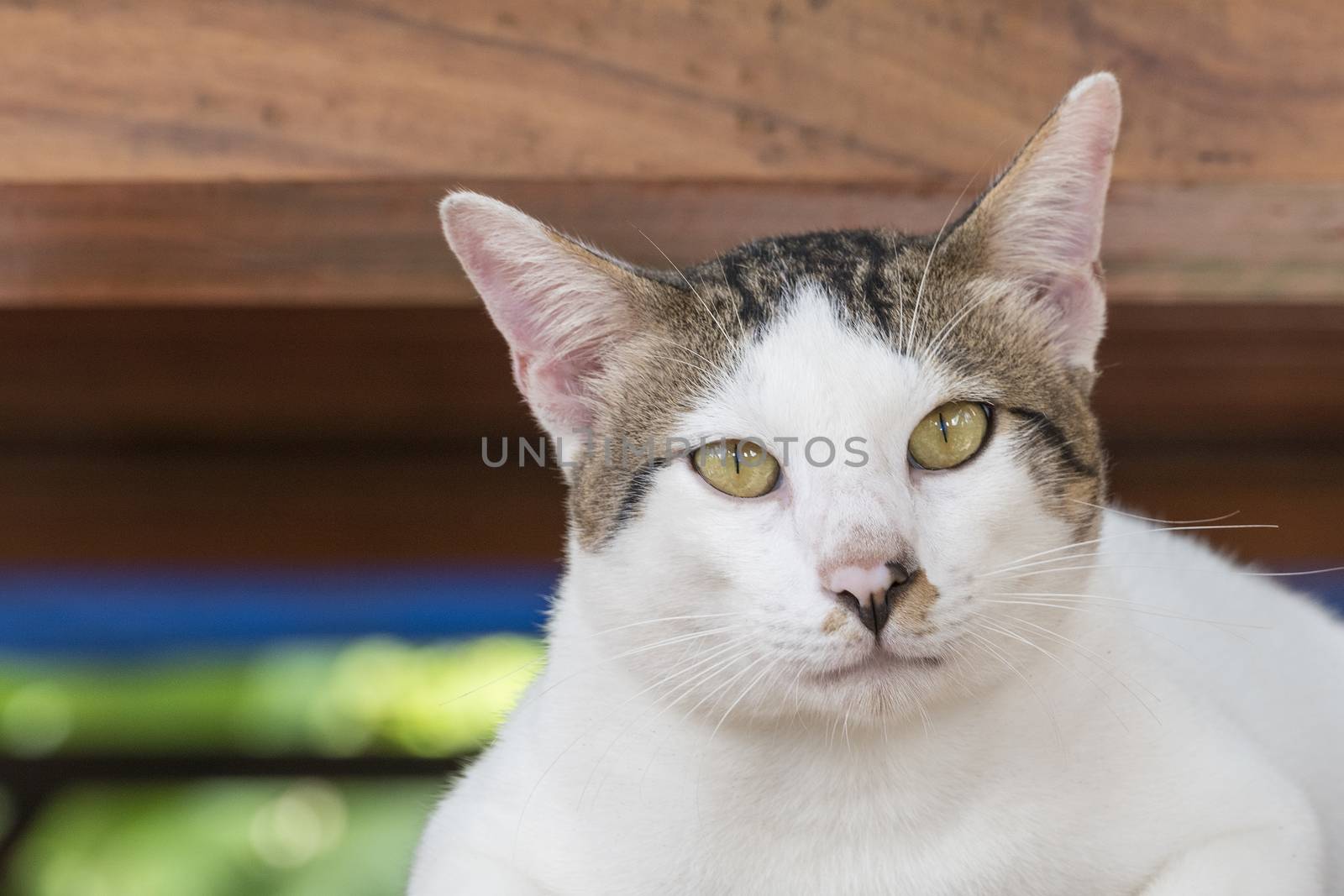 Portrait of cute male Thai cat looking at camera