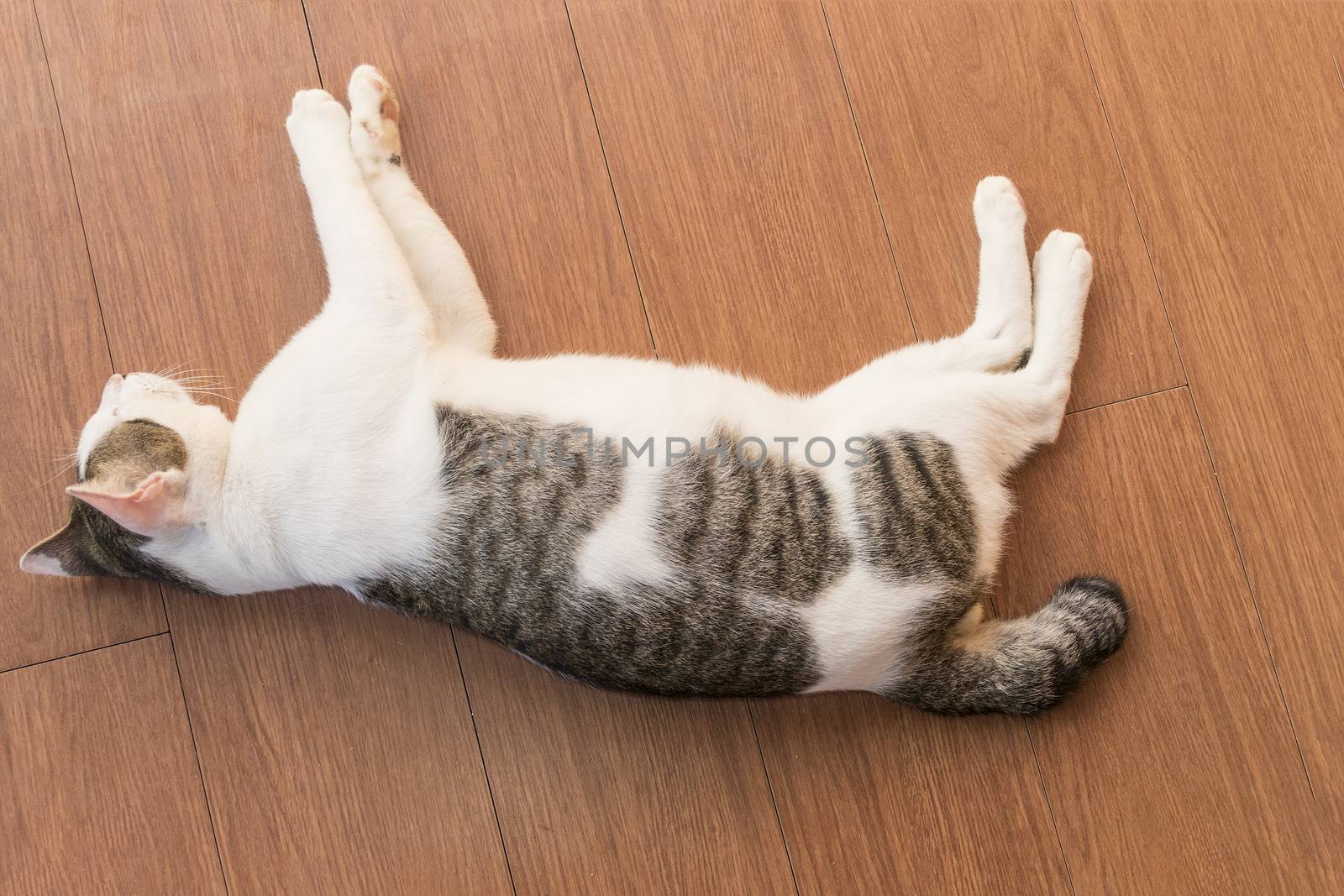 Portrait of cute male Thai cat sleeping on floor