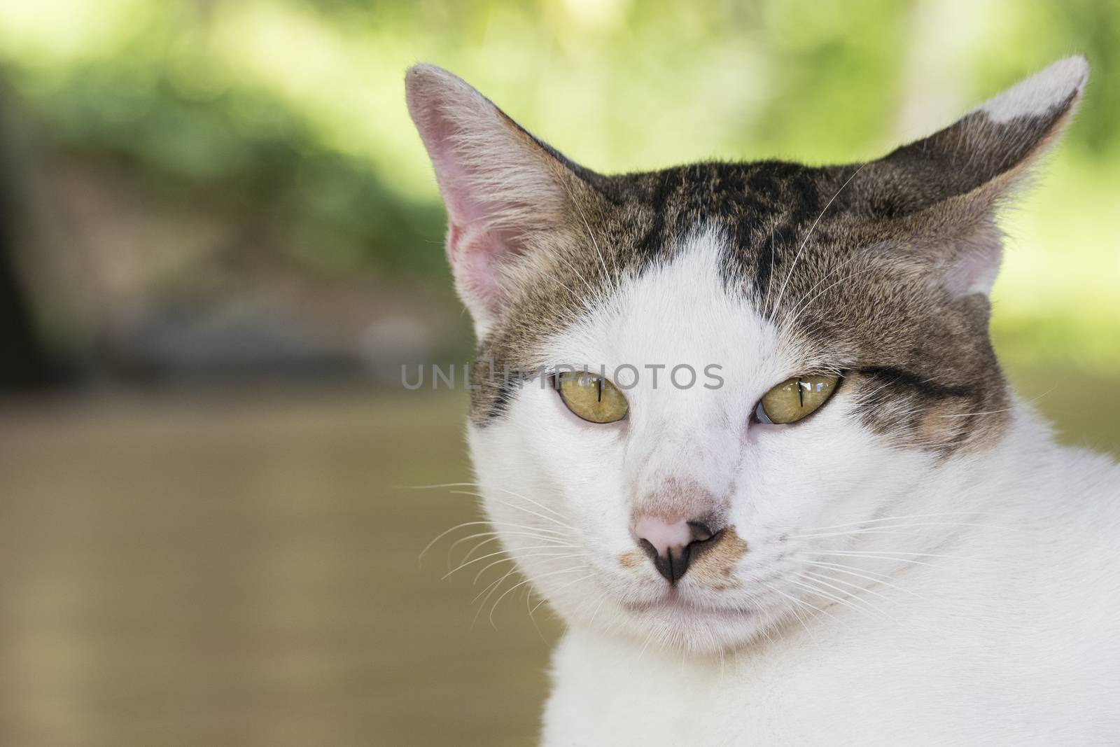Portrait of cute male Thai cat