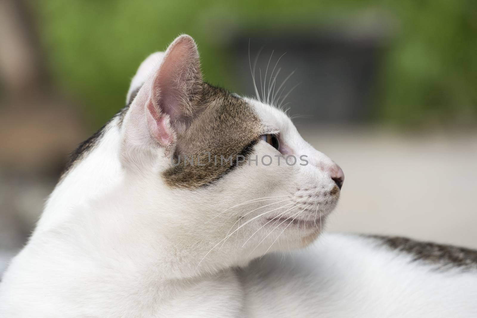 Portrait of cute male Thai cat