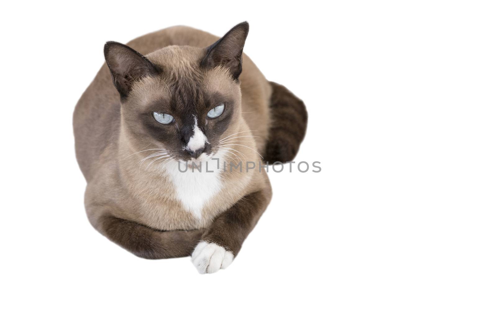 Portrait of cute male Thai cat isolated on white background