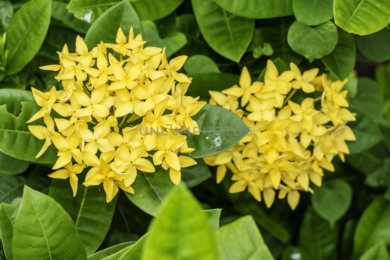 Close up of yellow ixora flower and green leaves for background