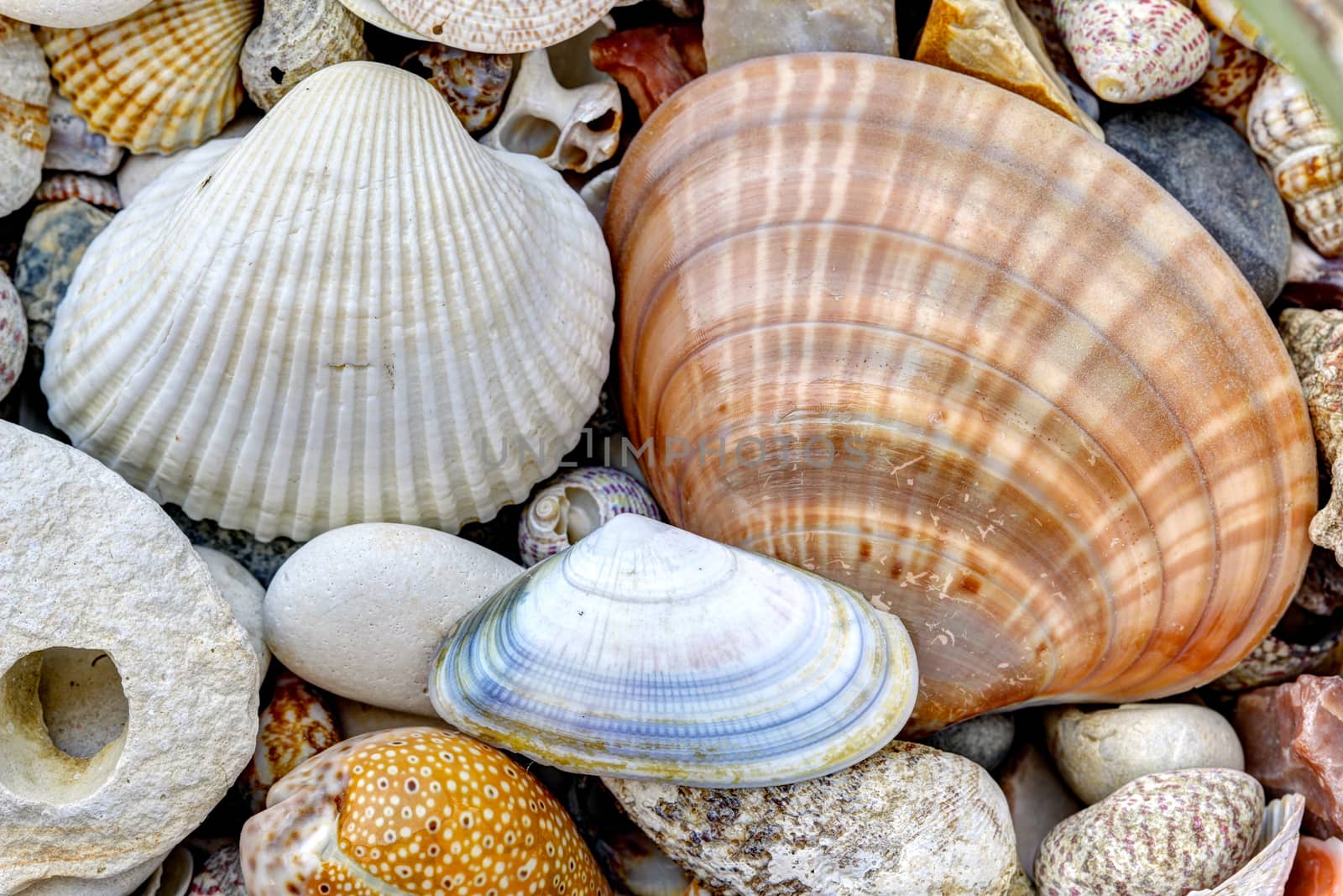 Detail of the pebble stones and scallops and shells