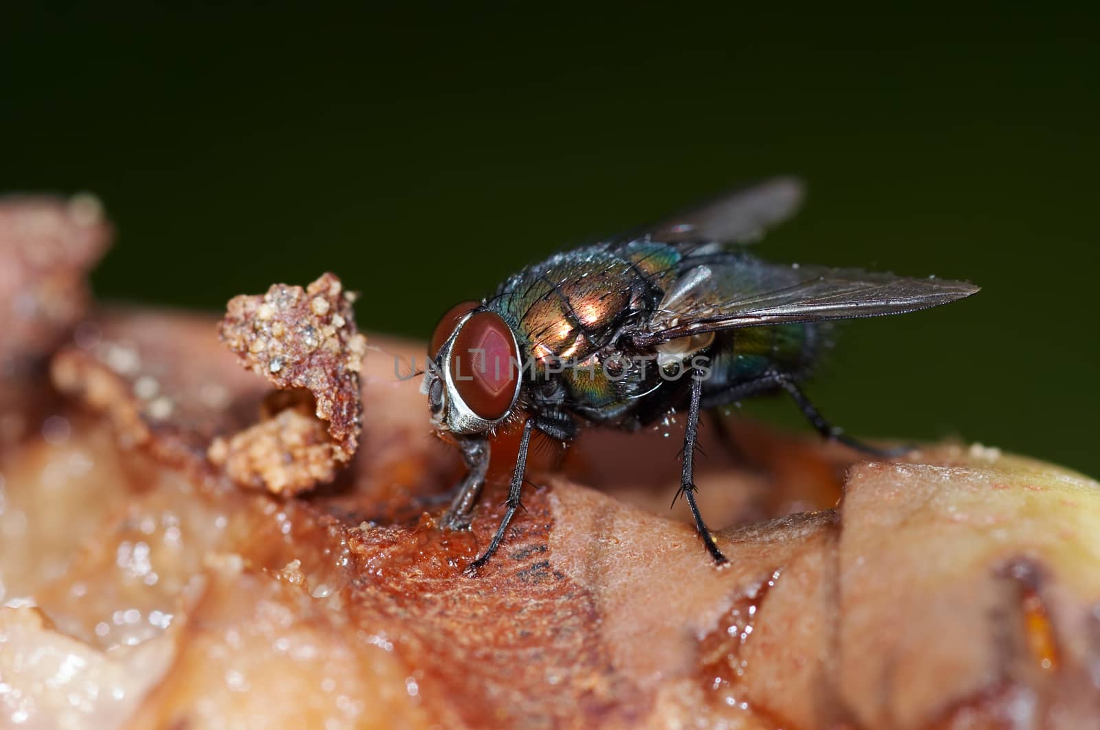 Macro shot of the insect - fly