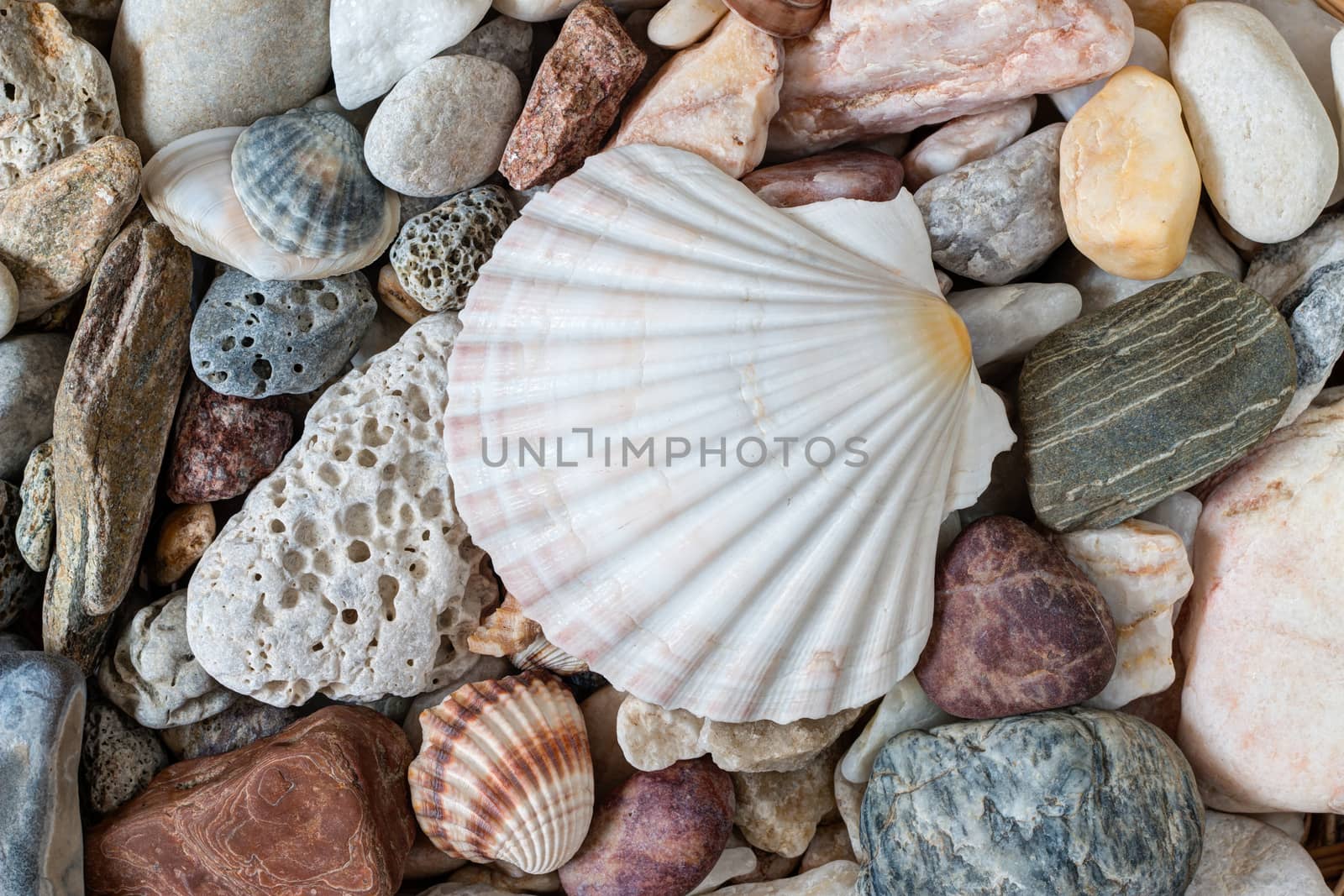 Detail of the shell on sea pebble stones