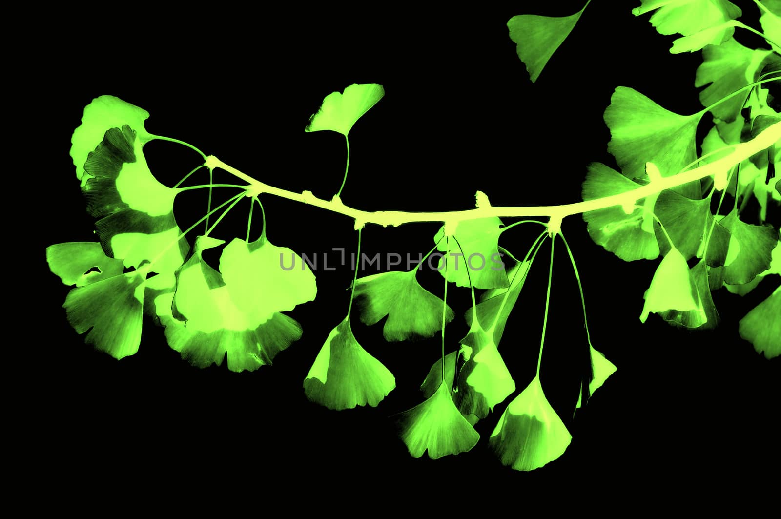 Ginkgo - maidenhair tree by Mibuch