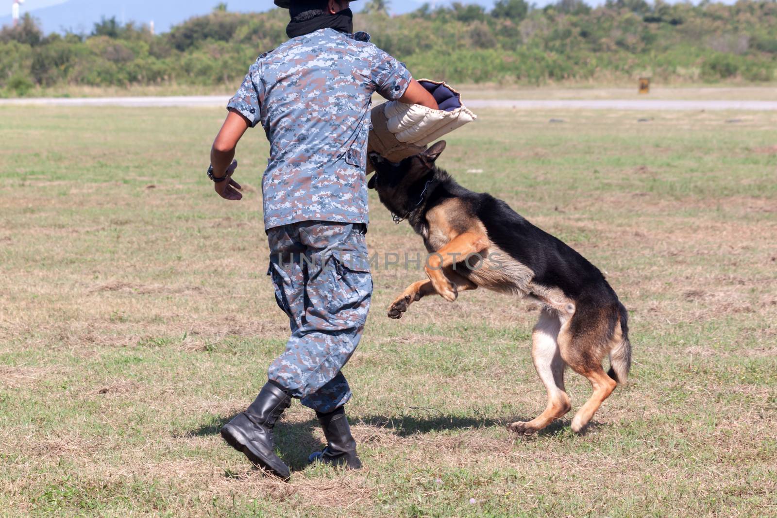 Soldiers from the K-9 dog unit works with his partner to during a demonstration Training