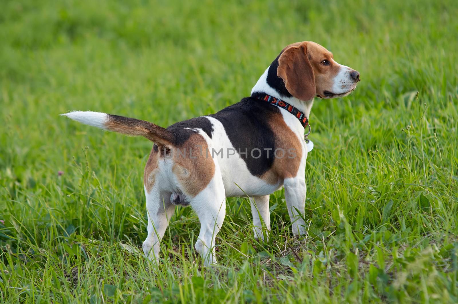 Hound dog English Beagle on meadow by Mibuch