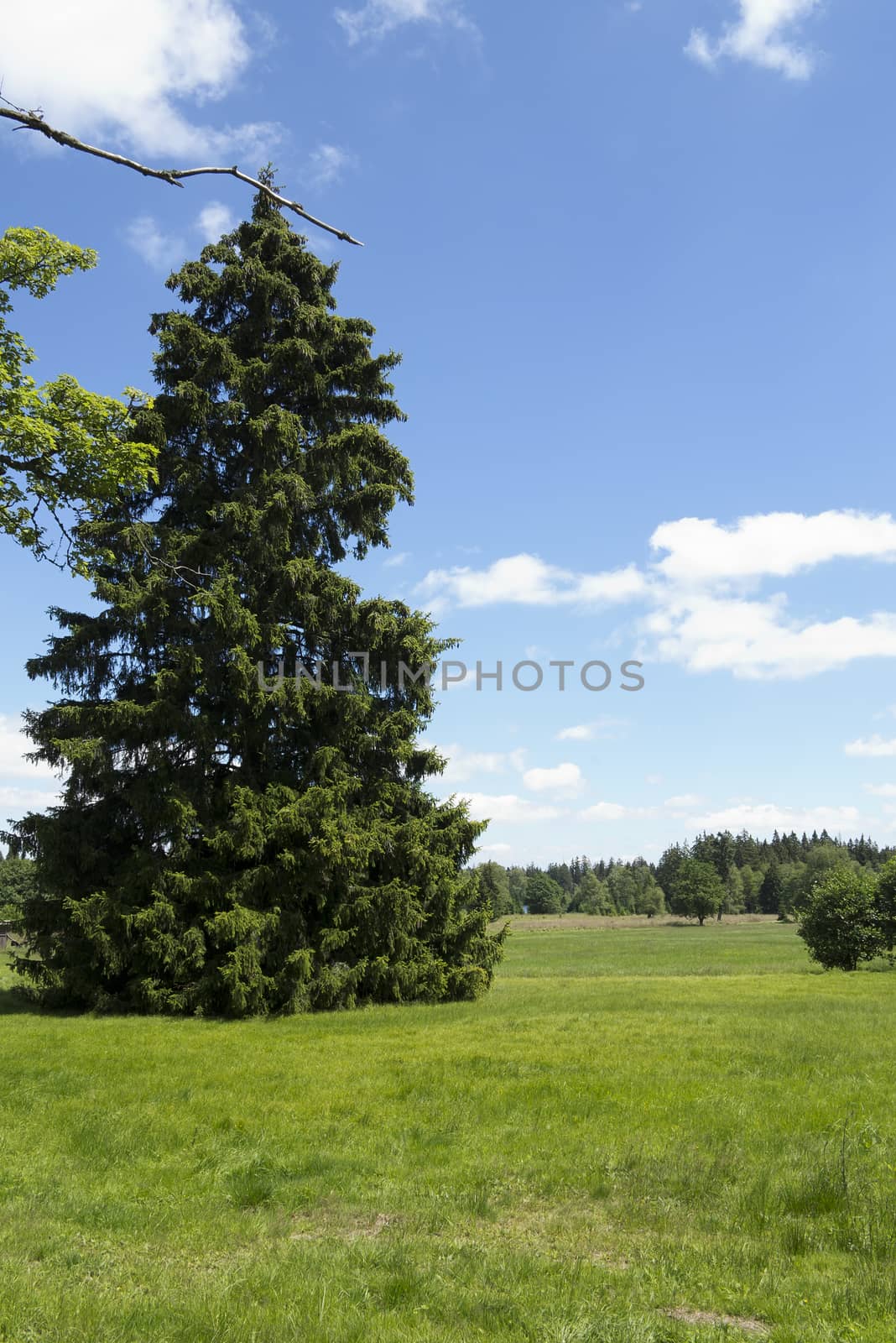 Kladska peats - Glatzener Moor- is a national nature reserve in Slavkov Woods - protected landscape area. Slavkov Forest - Kaiserwald - is geomorphological unit in the northern part of the Carlsbad Highlands. Kladska, Czech republic.